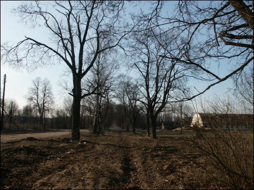  - Krajobrazy . Aleja wjazdowa