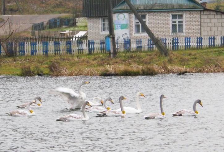  - Краявіды . 