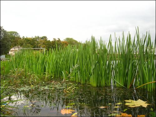 Malinoŭščyna. Landscapes 