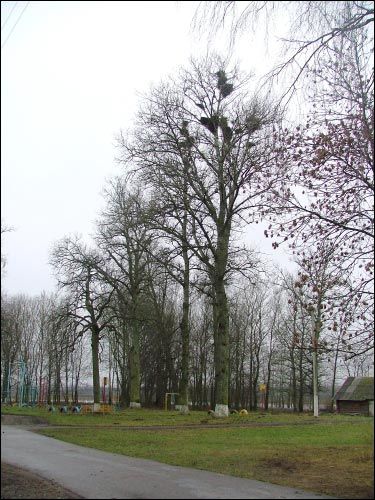 Vialiki Dvor (Harodziaj). Landscapes 