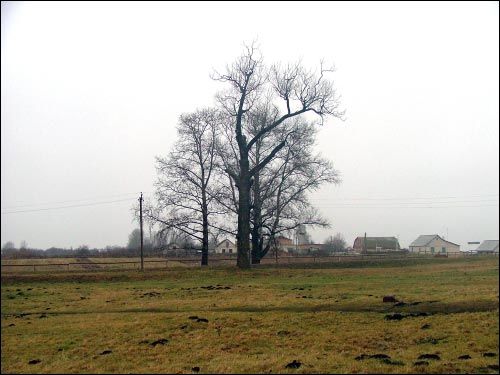 Vialiki Dvor (Harodziaj). Landscapes 