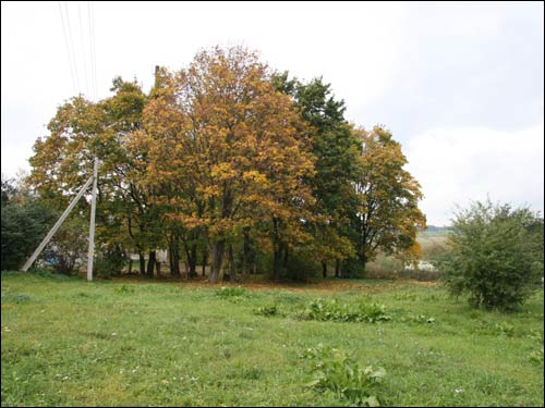  - Manor of Jarmalinski (Jarmoliński). Fragment of the park