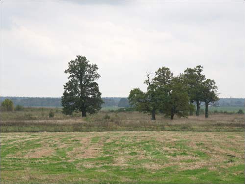  - Manor of Jarmalinski (Jarmoliński). The fragment of former alley