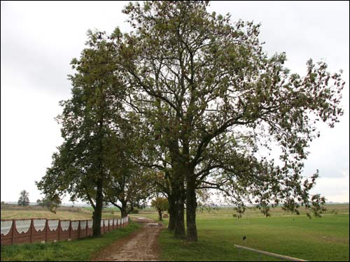 - Manor of Jarmalinski (Jarmoliński). The fragment of former alley