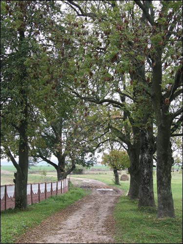  - Manor of Jarmalinski (Jarmoliński). The fragment of former alley