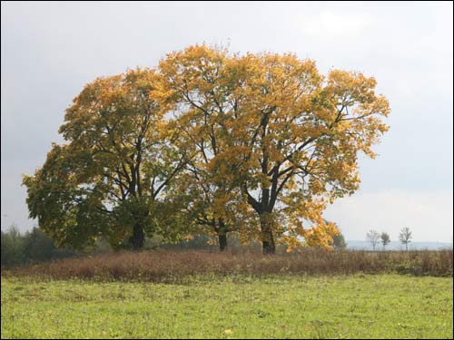 Grzybowszczyzna (Domatkanowicze). Krajobrazy 