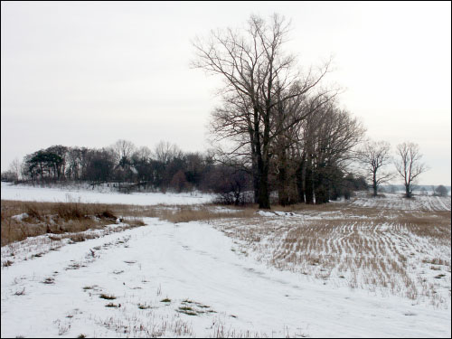  - Park dworski (pozostałości). Aleja lipowa