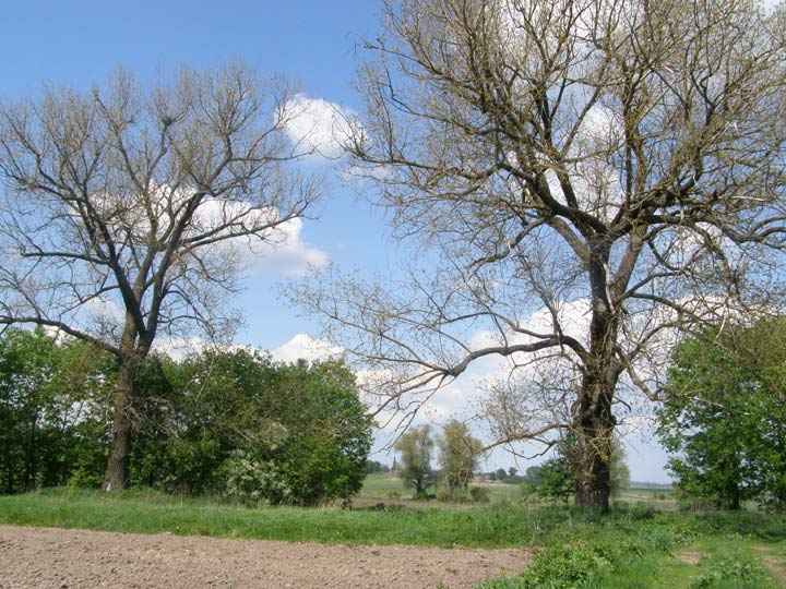 Žuchavičy Małyja. Manor park 