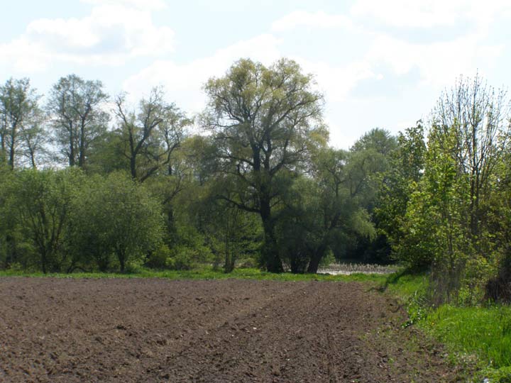 Žuchavičy Małyja. Manor park 