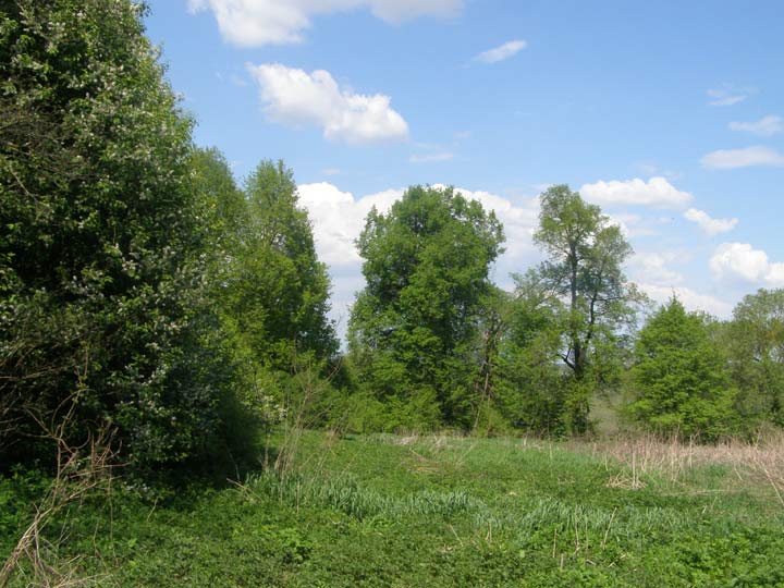 Žuchavičy Małyja. Manor park 