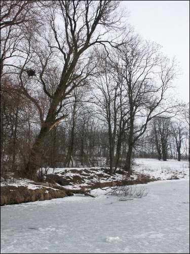 Vieljamovičy. Manor park 