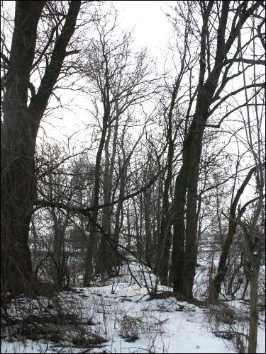 Vieljamovičy. Manor park 
