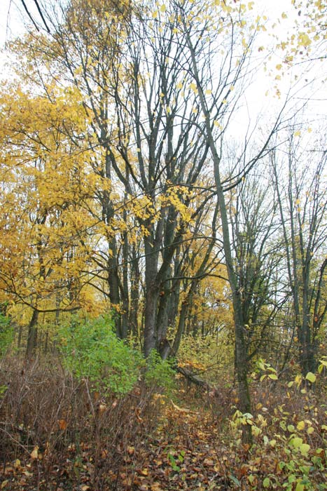 Łukaviec. Manor park 
