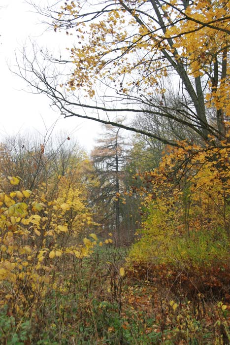 Łukaviec. Manor park 
