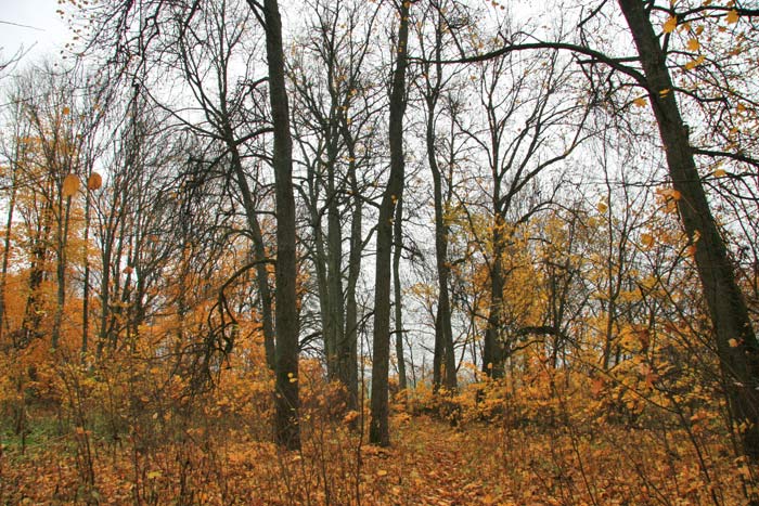 Łukaviec. Manor park 