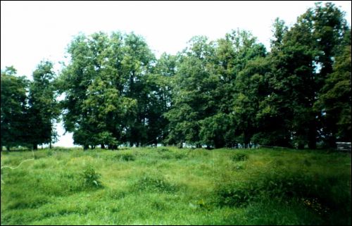 Chodorówka. Park dworski Sławińskich