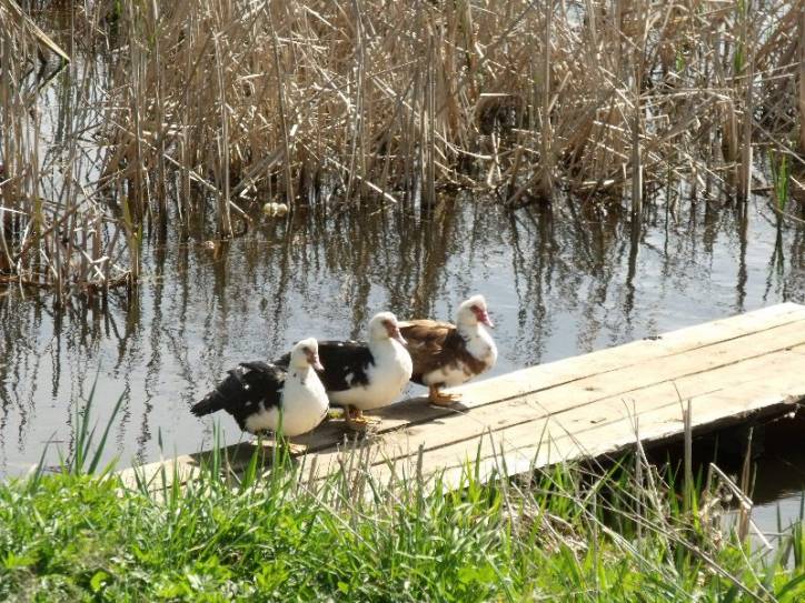 Hniazdziłava (Dvor). Landscapes 