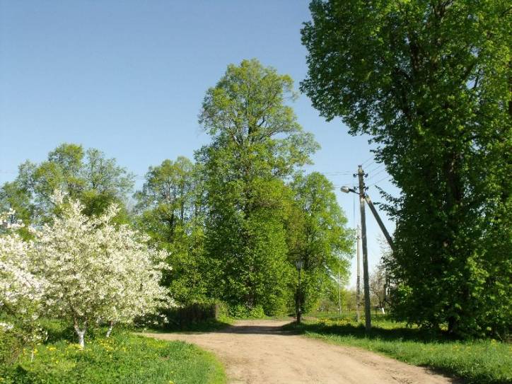 Wołkołata. Park dworski 