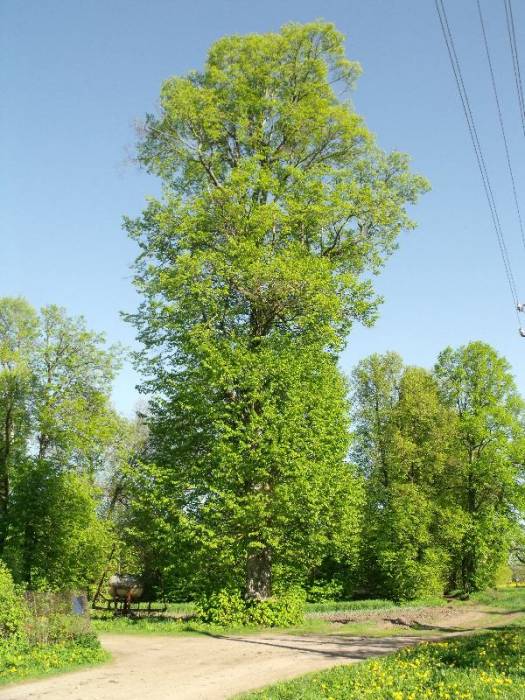Wołkołata. Park dworski 