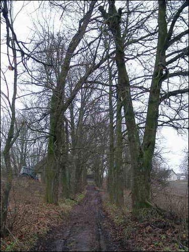 Wołkołata. Park dworski 