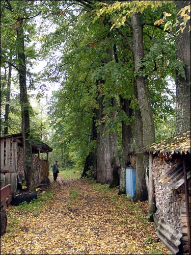 Mniuta I. Manor park of the former Bžastoŭski (Brzostowski) manor-place