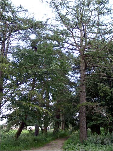 Psuja. Manor park 