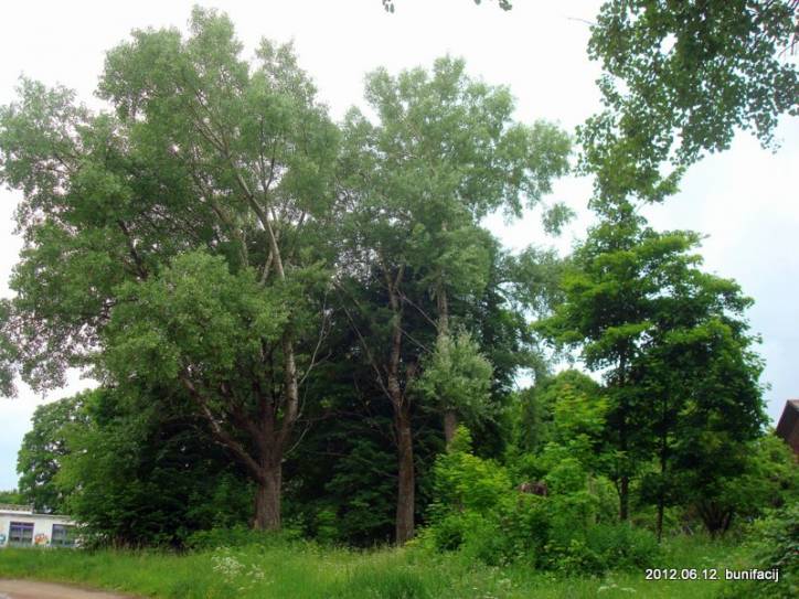  - Краявіды . 