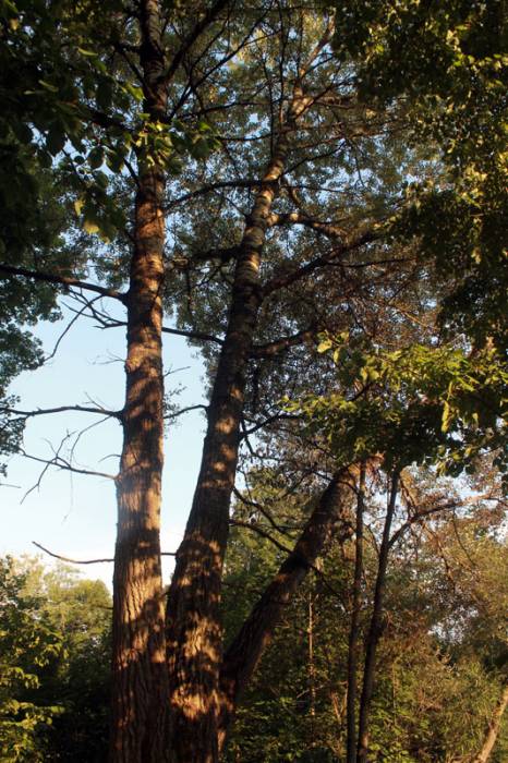  - Park dworski Łopacińskich. 