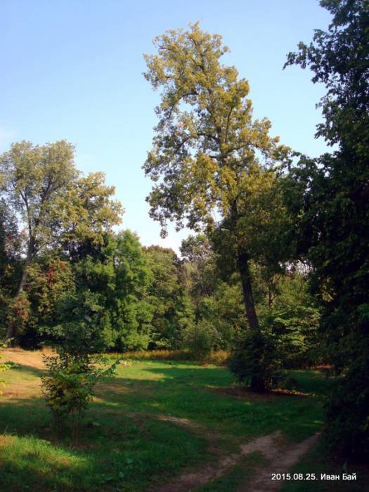 - Park dworski Łopacińskich. 