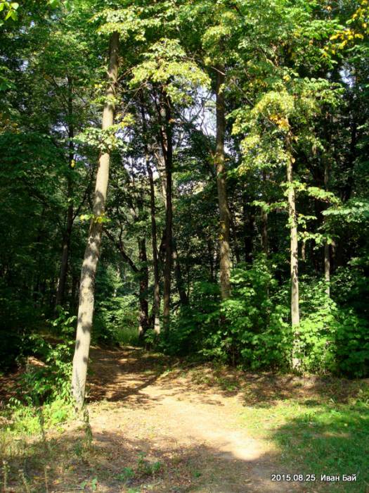  - Park dworski Łopacińskich. 