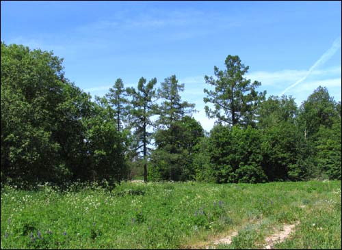 Чырвоны Двор. Прысядзібны парк 
