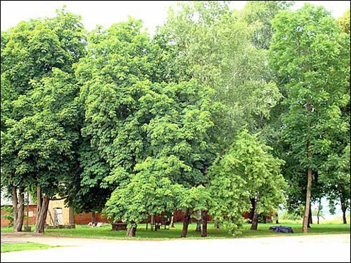 Anavilis. Manor of Jeleński