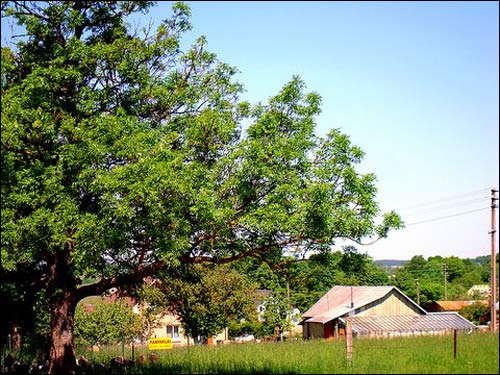  - Краявіды . 