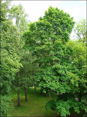 Glinciszki. Zespół pałacowo-parkowy Jeleńskich