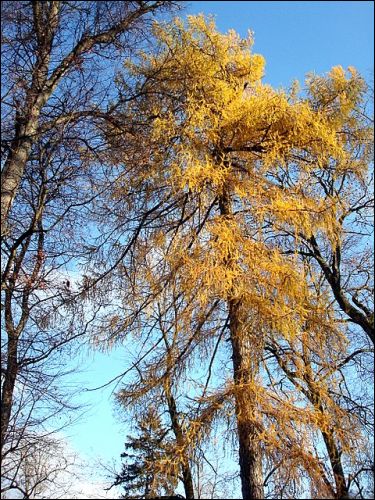 Kojrany. Zespół dworsko-parkowy Łopacińskich