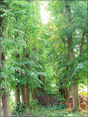  - Zespół dworsko-parkowy . Ocalała aleja parkowa, 07 2008