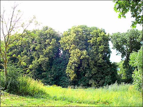  - Zespół dworsko-parkowy . Park, 07 2008