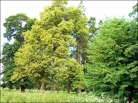  - Zespół dworsko-parkowy Wańkowiczów. Fragment roślinności parkowej
