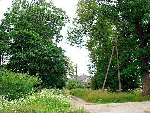  - Zespół dworsko-parkowy Wańkowiczów. Fragment roślinności parkowej