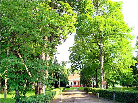  - Dwór Piłsudskich. Pozostałości alei wjazdowej, 07 2008