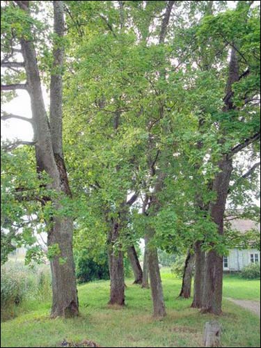  - Фольварк Тышкевичей. Остатки старых насаждений