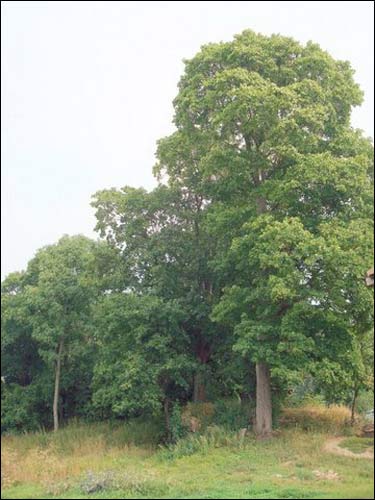  - Фольварк Тышкевичей. Уголок парка
