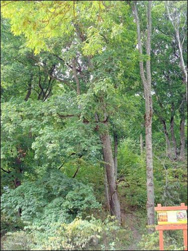Sužionys. Site of ancient settlement 