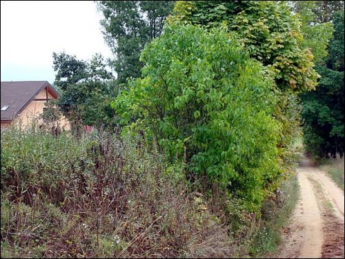  - Пейзажи . Улица в деревне