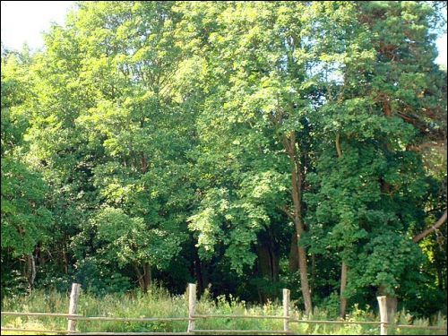  - Dwór . Park