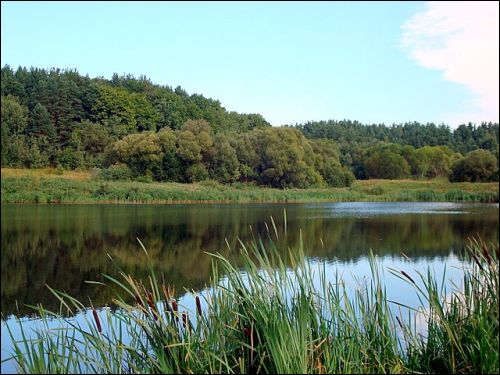  - Dwór . Duży staw