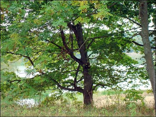 Віжуляны. Сядзібна-паркавы ансамбль Урублеўскіх