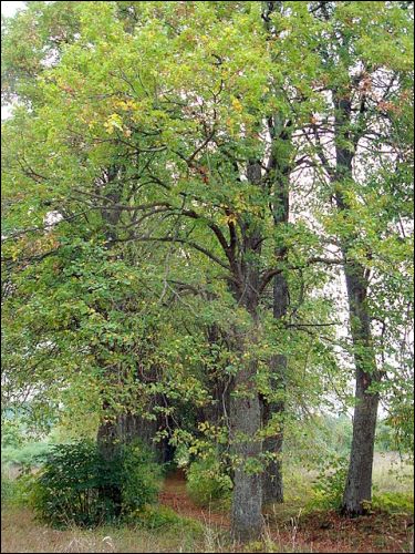 Віжуляны. Сядзібна-паркавы ансамбль Урублеўскіх
