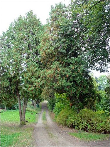 Віжуляны. Сядзібна-паркавы ансамбль Урублеўскіх