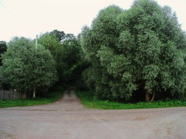  - Приусадебный парк . 